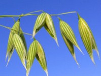 Maturing Oat Grain (Avena-sativa)