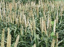 Pearl Millet in the Field