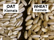 Oat_wheat_label_large