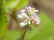 Buckwheat Flower